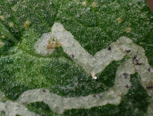 Réf. 336 598 : Phytomyza sp.